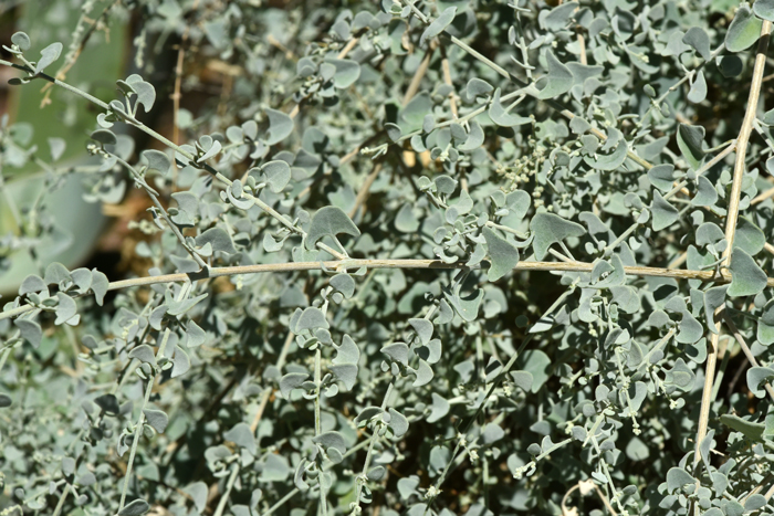 Griffiths Saltbush is a shrub or sub-shrub; plants light green-gray or whitish, branches many, slender, striately angled, without spines. Atriplex torreyi var. griffithsii 